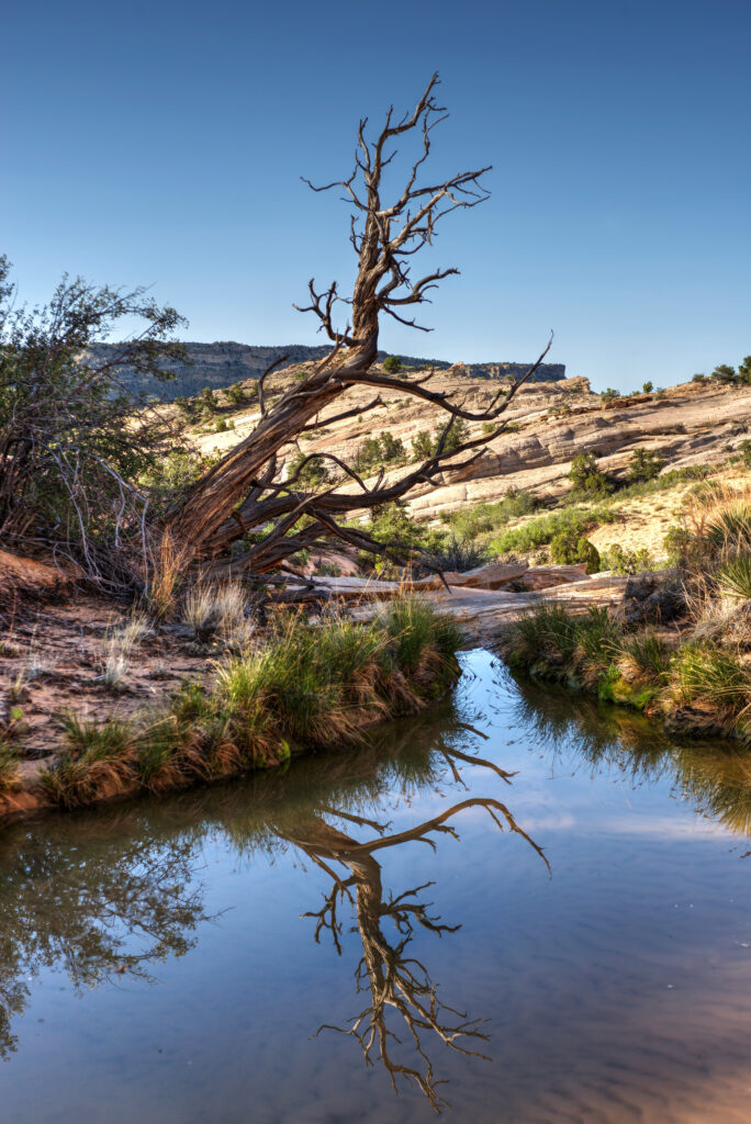 Barren twisted tree reflected in calm lake with rocky shore and clear blue sky wallpaper background