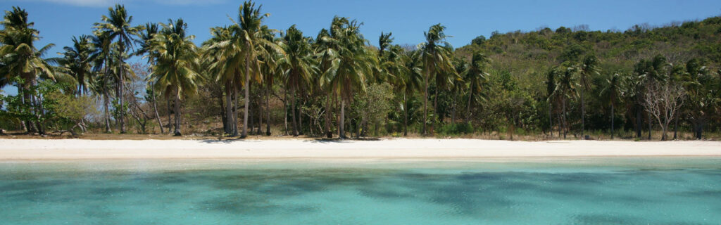 Serene Beach Dual Monitor Wallpaper with Palm Trees & Turquoise Water