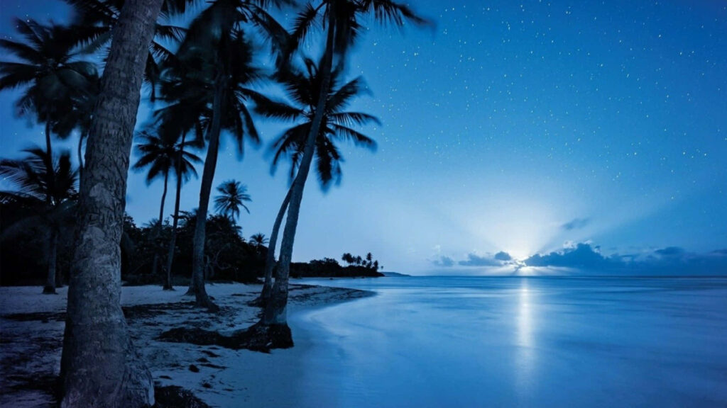 Tranquil Night Beach Wallpaper with Palm Trees and Starry Sky