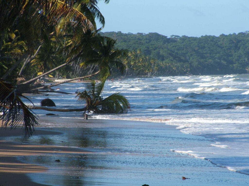 Calm Beach Scene: Gentle Waves & Lush Palm Trees Wallpaper