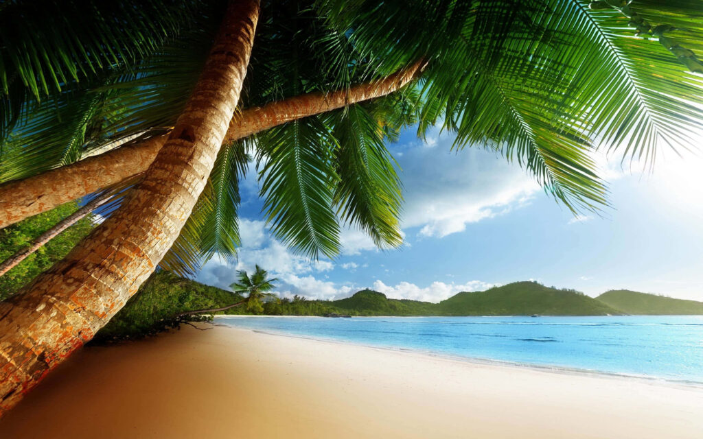 Tropical Paradise Wallpaper: Serene Beach, Palm Trees & Clear Sky
