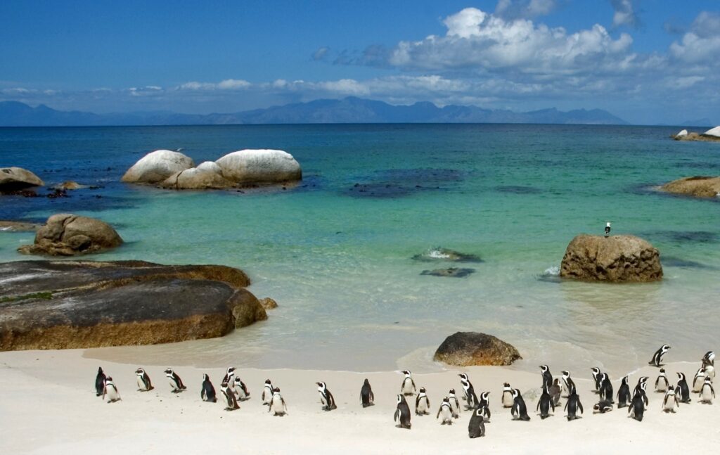 Serene Beach Scene with Penguins: Tranquil Ocean Wallpaper