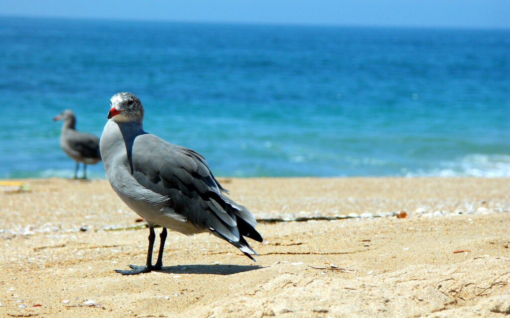 Tranquil Beach Scene Wallpaper with Gentle Waves and Birds