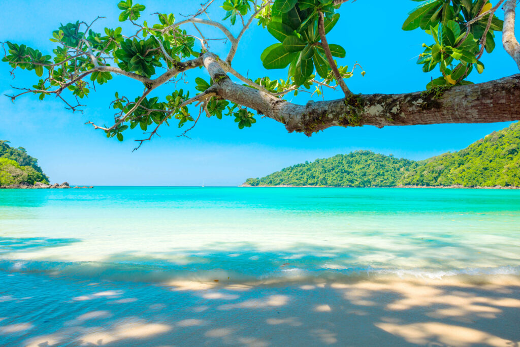 Serene Beach Wallpaper: Tree Branch Over Turquoise Water & Hills