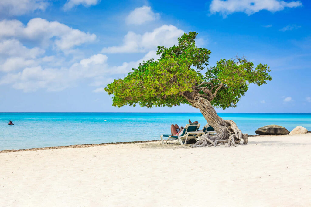 Tranquil Tropical Beach: Twisted Tree by Turquoise Waters Wallpaper