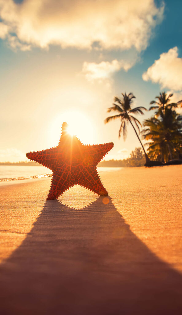 Serene Beach Sunset with Starfish and Swaying Palm Trees Wallpaper