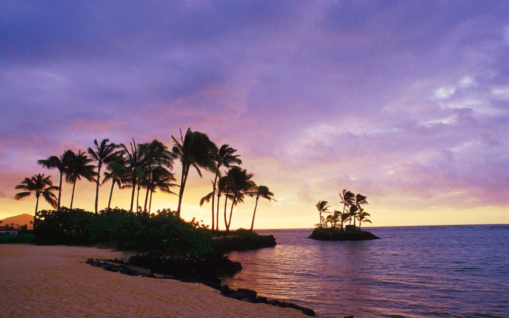 Serene Sunset Beach Wallpaper with Palm Trees and Ocean Reflection