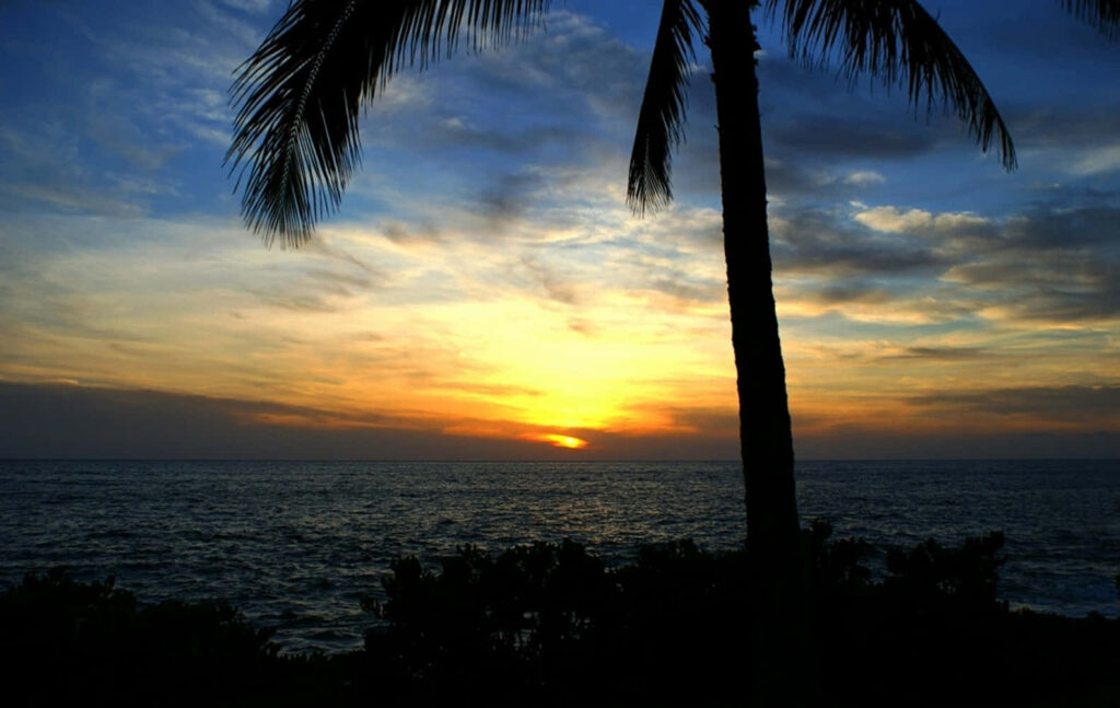 Serene Beach Sunset Wallpaper with Silhouetted Palm Tree Background