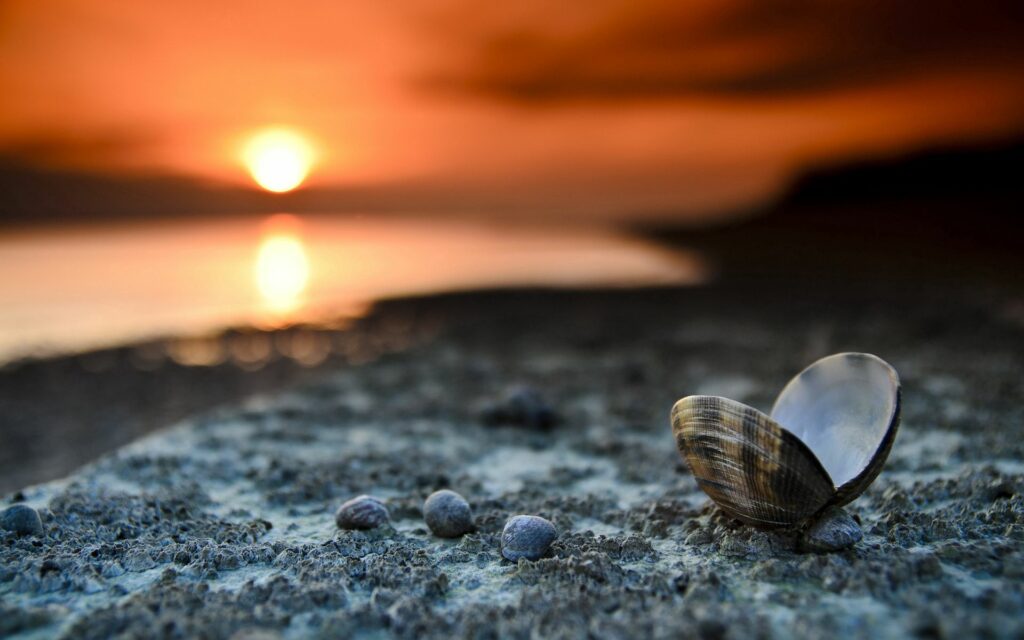 Serene Beach Sunset with Seashell Close-Up | Wallpaper Background