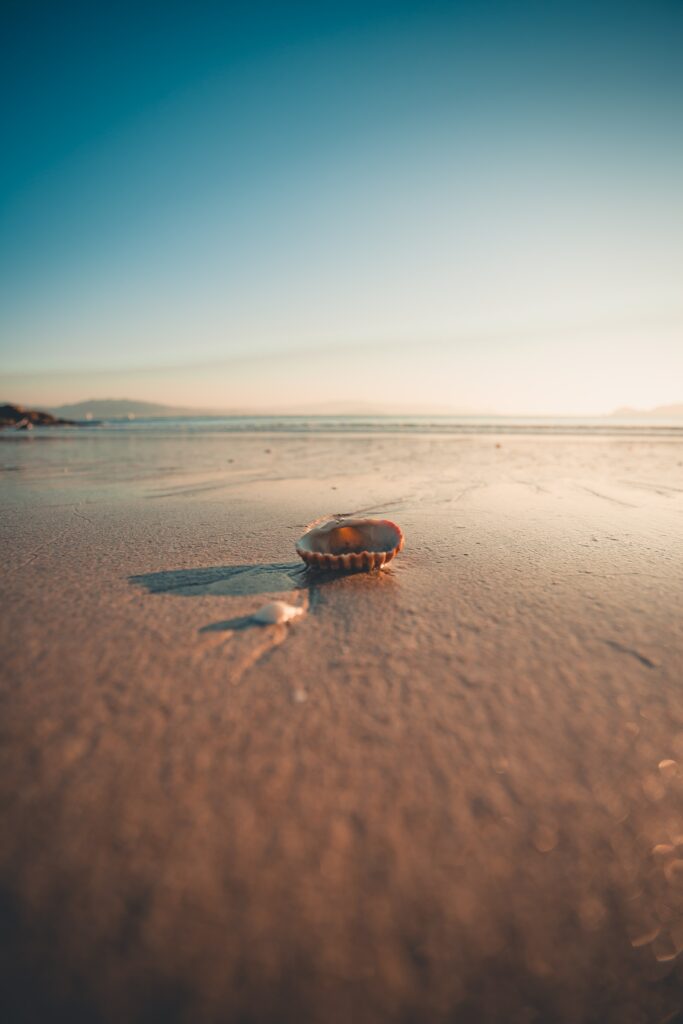 Serene Beach Shell Close-Up Wallpaper: Sunlit Sandy Shore Scene