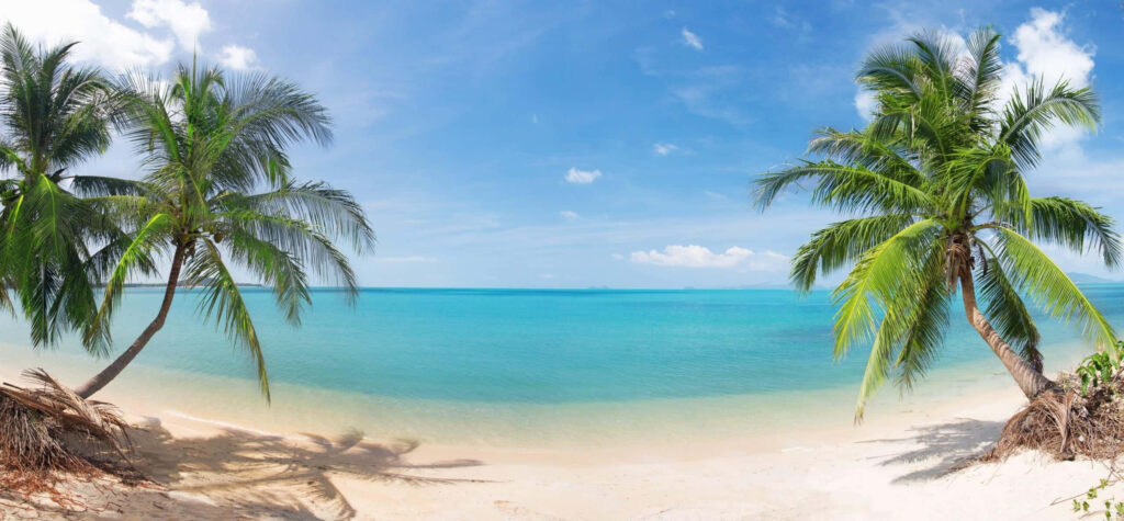 Serene Beach Escape: Crystal-Clear Waters & Lush Palm Shores Wallpaper