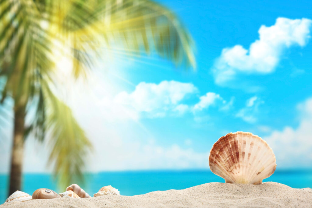 Tranquil Beach Wallpaper: Seashell on Soft Sand with Palm Tree