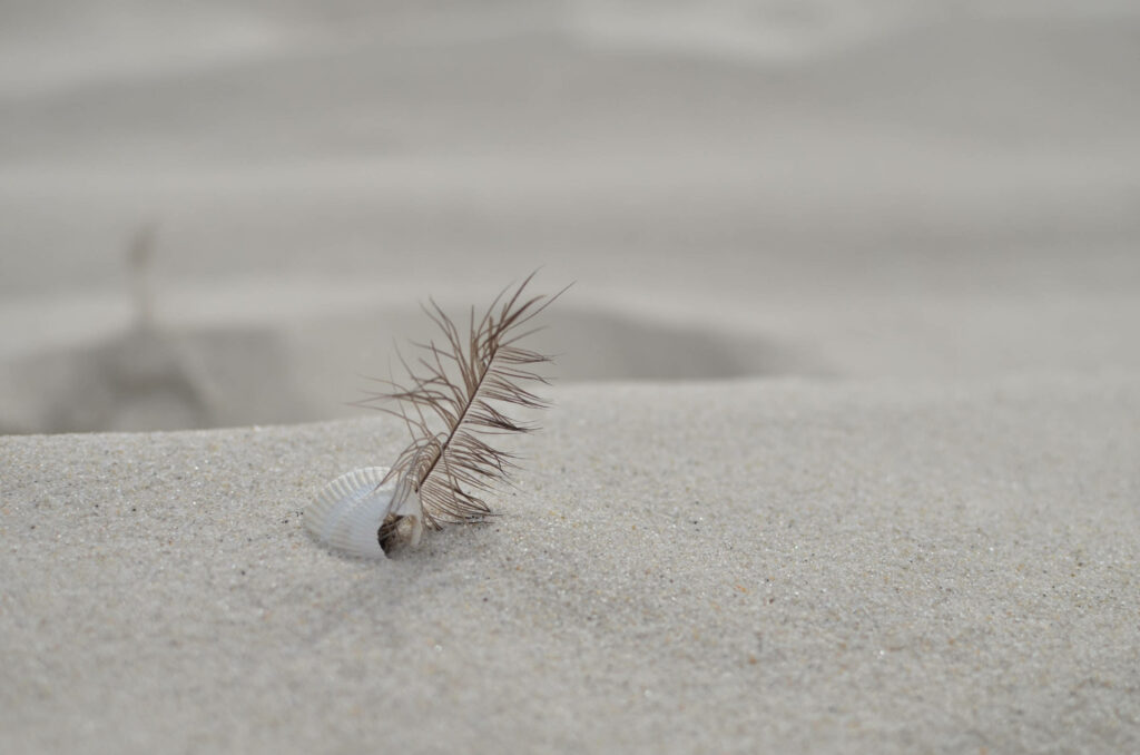 Serene Beach Wallpaper: Feather & Seashell on Soft Sand Background
