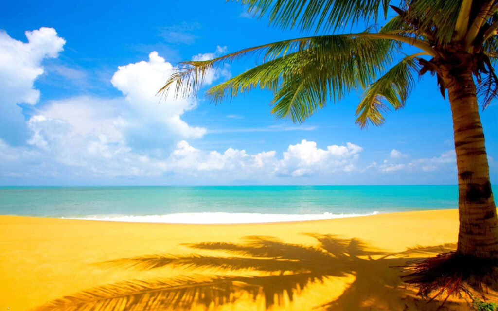 Stunning Beach Wallpaper: Golden Sand, Palm Tree & Turquoise Ocean