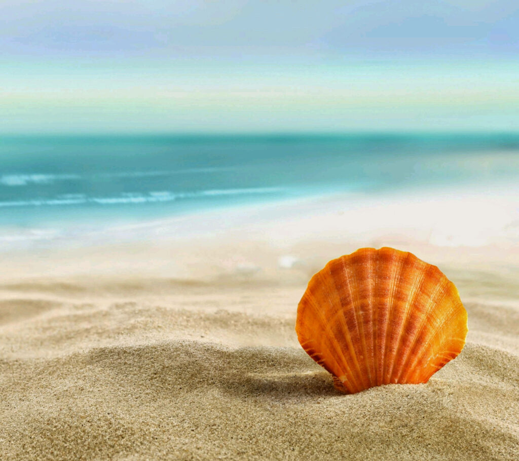 Serene Beach Wallpaper: Vibrant Clam Shell on Soft Sand Background
