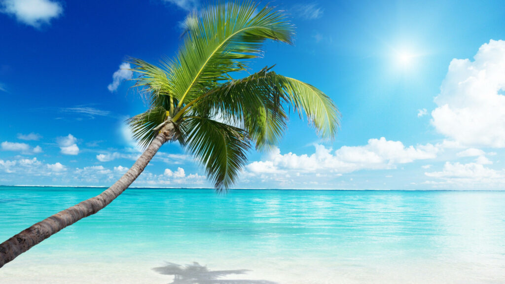 Tropical Beach Wallpaper: Serene Palm Tree & Turquoise Waters Background