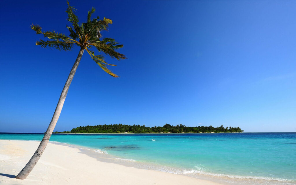 Tranquil Beach Scene: Palm Tree, White Sands & Turquoise Waters Wallpaper