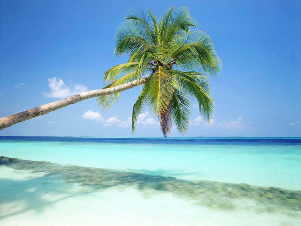 Calm Beach Scene: Palm Tree Over Turquoise Waters for Desktop Background Wallpaper
