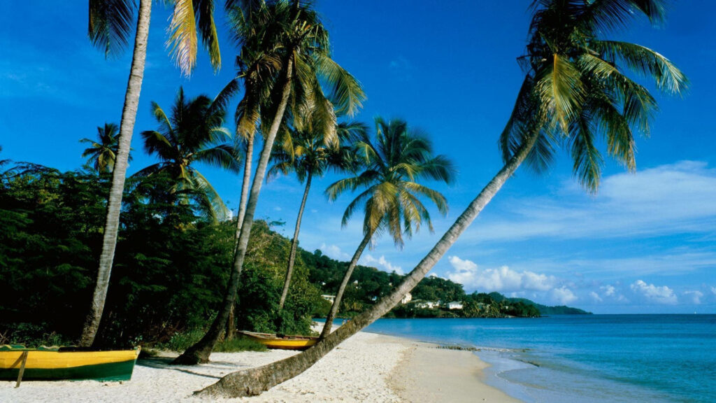Serene Beach Wallpaper: Palm Trees, Blue Skies & Tranquil Waters