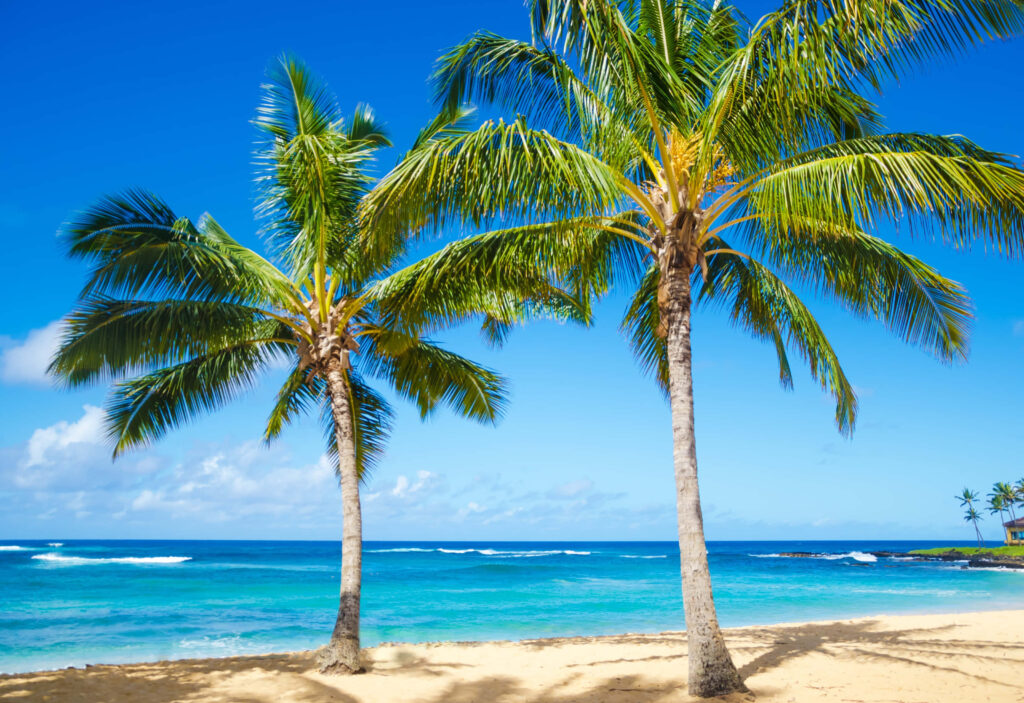 Serene Beach Scene with Palm Trees and Clear Turquoise Waters Wallpaper
