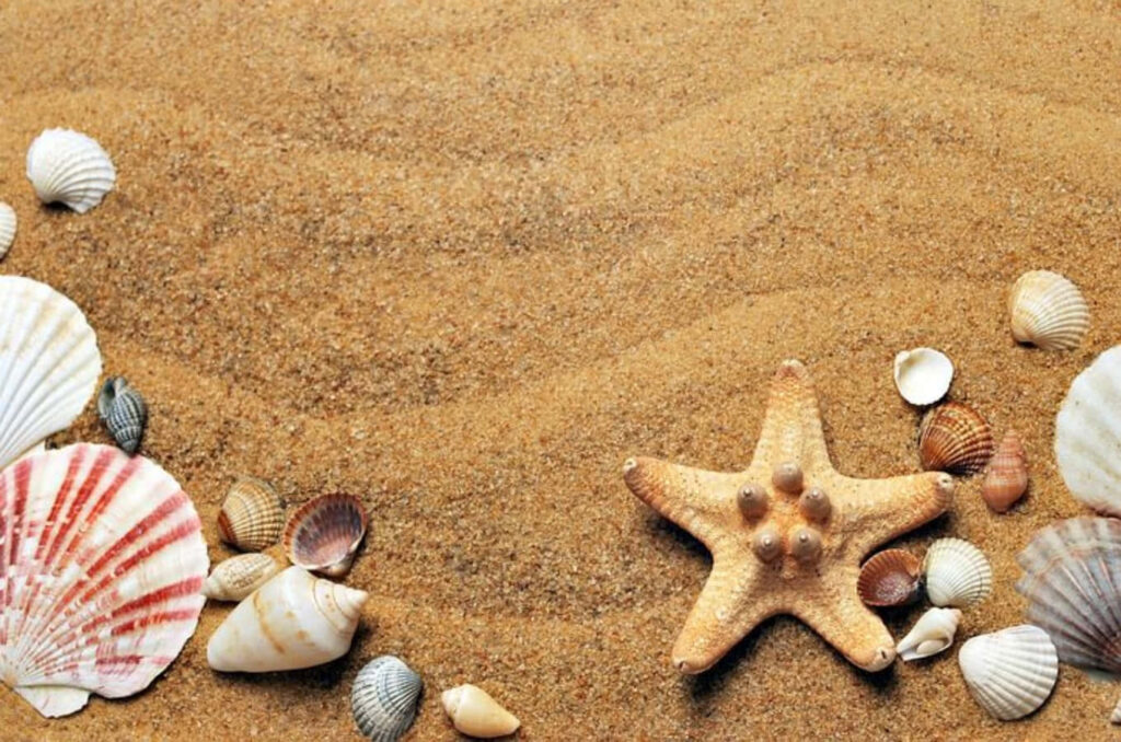 Tranquil Beach Wallpaper: Seashells & Starfish on Golden Sand