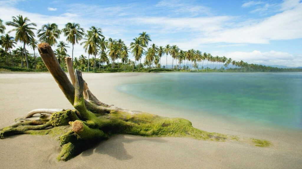 Tranquil Beach Oasis: Soft Sand & Turquoise Waters with Palm Trees Wallpaper