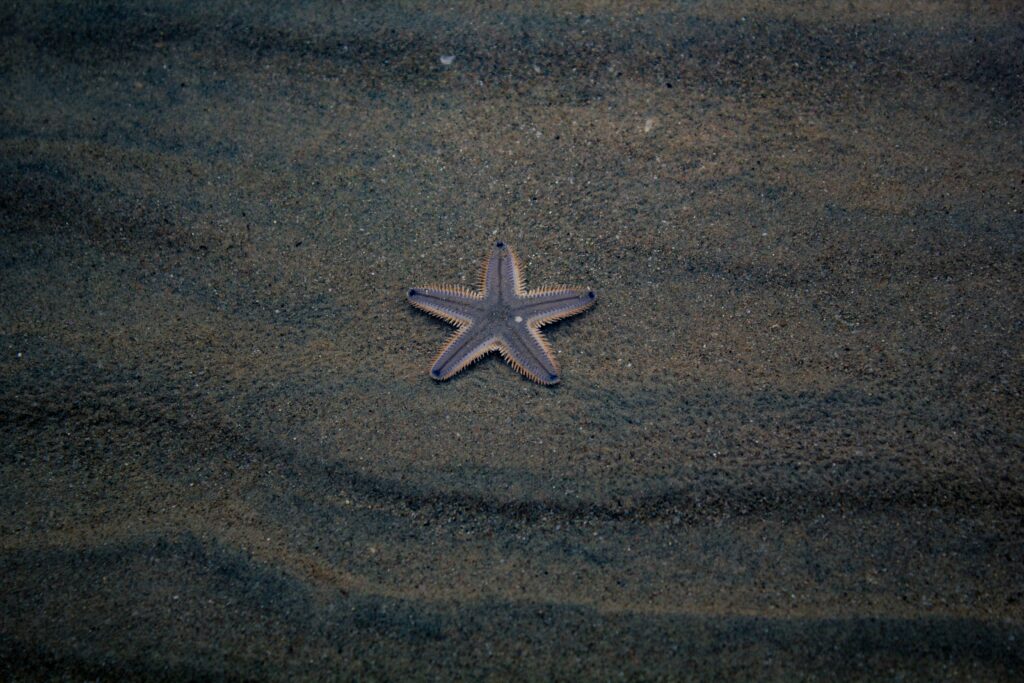 Serene Beach Wallpaper: Starfish on Textured Sand & Gentle Ripples