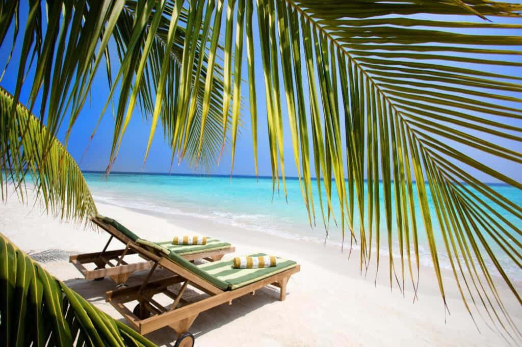 Tranquil Beach with Sun Chairs Under Palm Fronds by Turquoise Ocean Wallpaper
