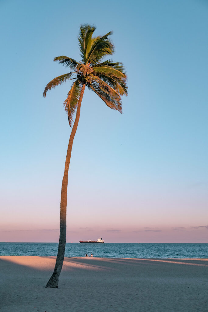 Tranquil Beach Sunset Wallpaper: Palm Tree & Ocean for Android