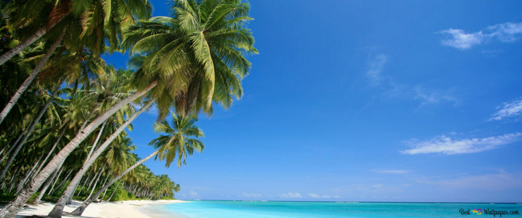 Tranquil Tropical Beach Wallpaper with Coconut Trees & Turquoise Waters