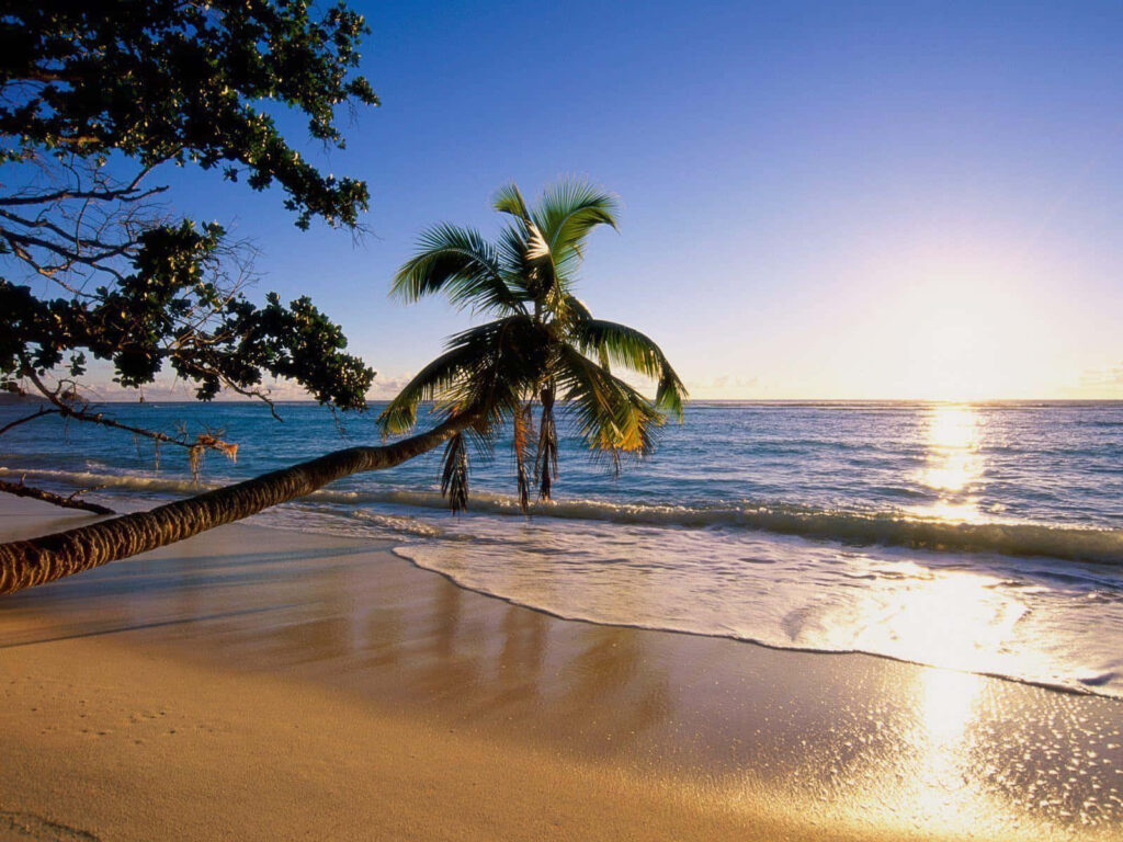 Serene Beach View Wallpaper: Palm Tree & Sunset Reflections