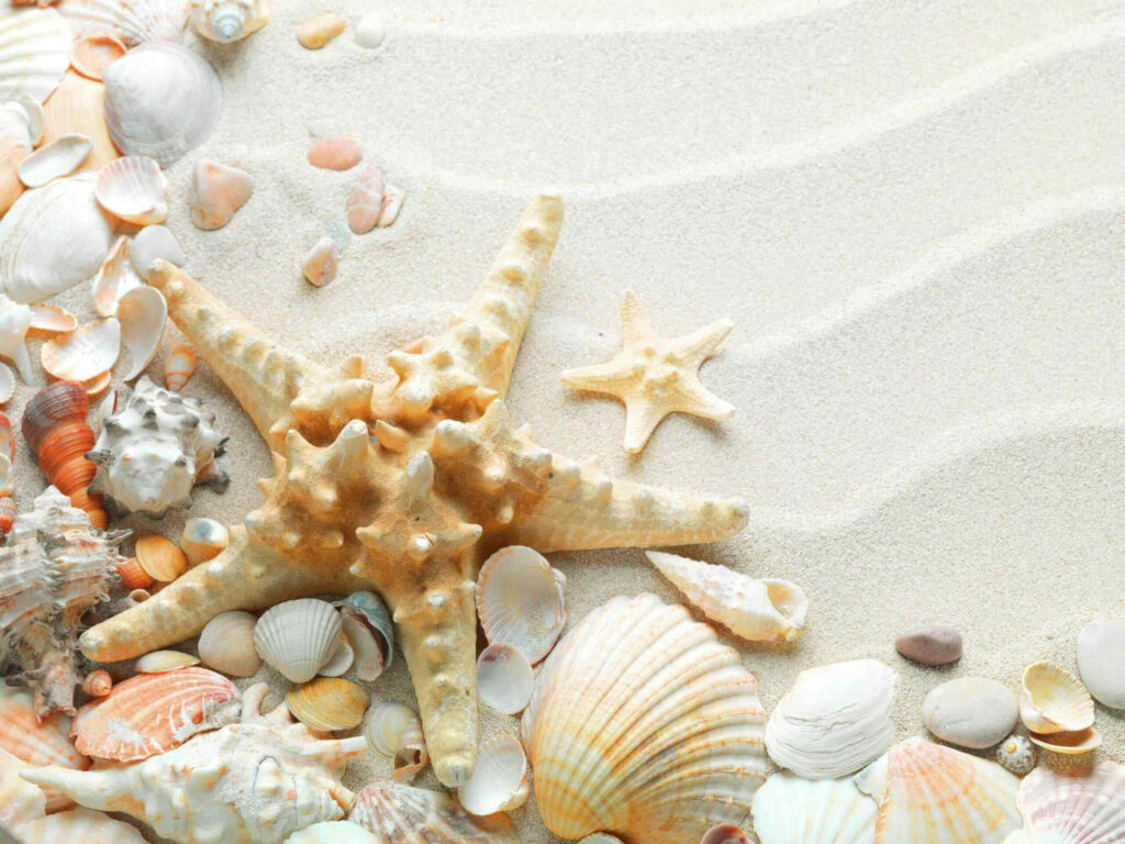 Serene beach wallpaper with starfish and seashells on rippled sand in soft coastal tones