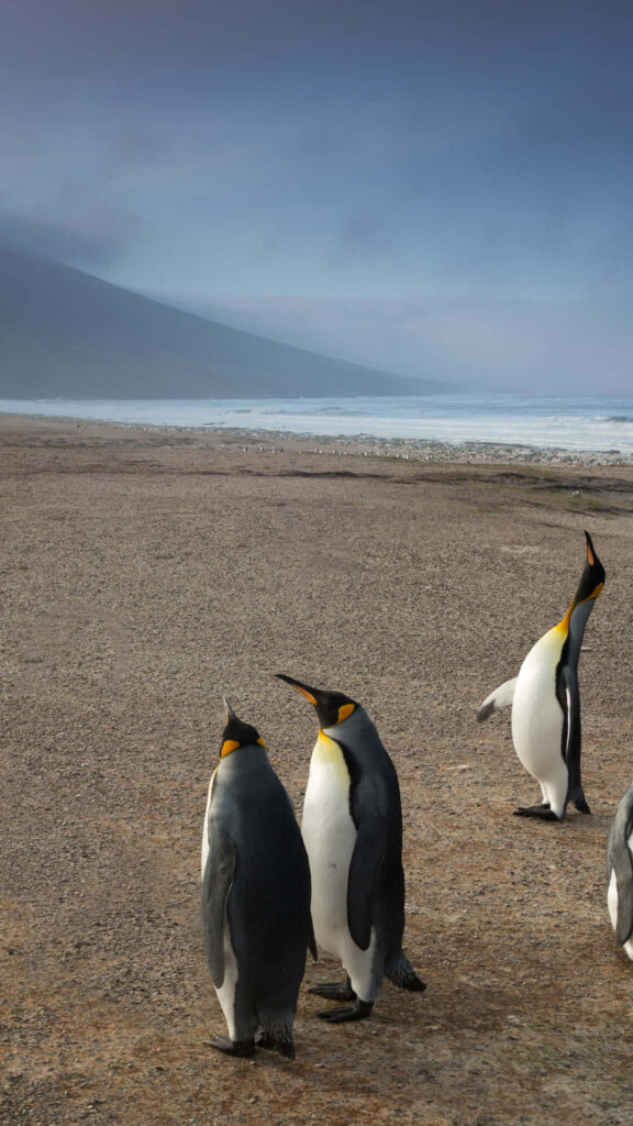 Serene Beachside Wallpaper: Emperor Penguins on Sandy Shore