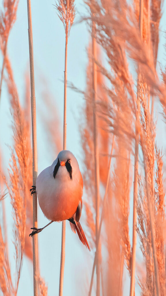 Bearded Reedling in Golden Reeds: Serene Nature Wallpaper