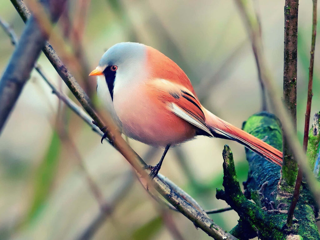 Serene Bearded Reedling Wallpaper: Tranquil Nature Scene Background