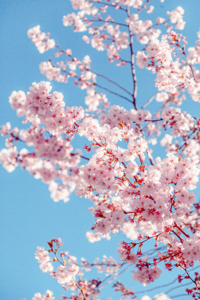 Cherry Blossom Bliss: A Stunning Mobile Wallpaper of Vibrant Pink Blossoms against a Blue Sky