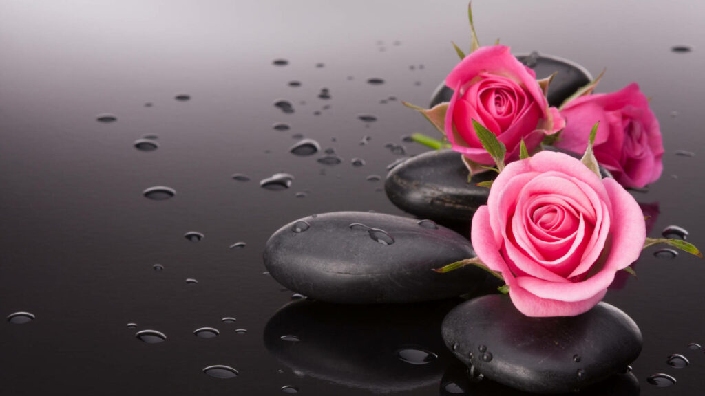 Serenity in Contrasts: Pink Roses and Black Pebbles PC Wallpaper