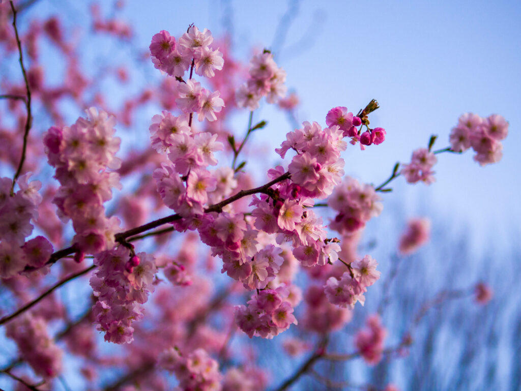 A Captivating Spring Scene: Sakura Blossoms Adorned Tree Against a Serene Sky - Stunning 4k Floral Wallpaper