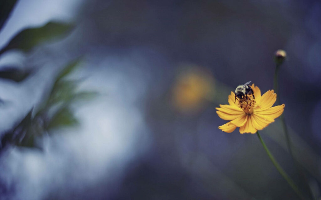 Serene Nature Wallpaper: Bee Pollinating Vibrant Yellow Wildflower