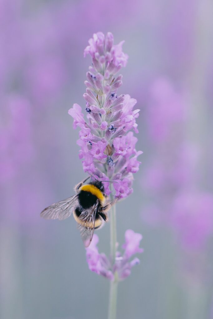 Serene Bee on Lavender Flower - Dreamy Wallpaper Background