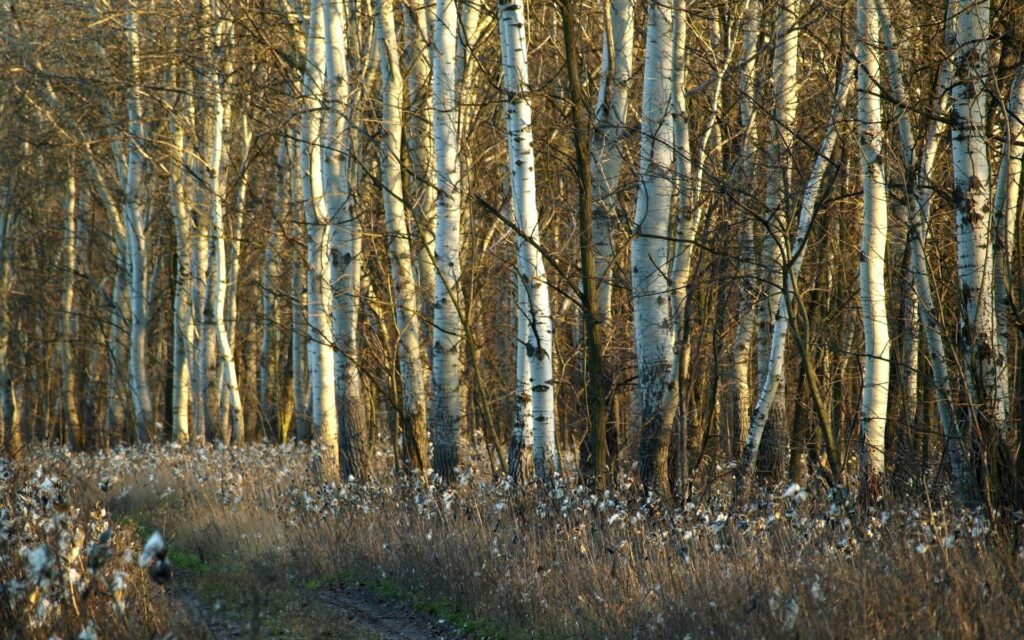 Serene birch forest with white trunks in golden autumn light over faded dandelions and grass Wallpaper
