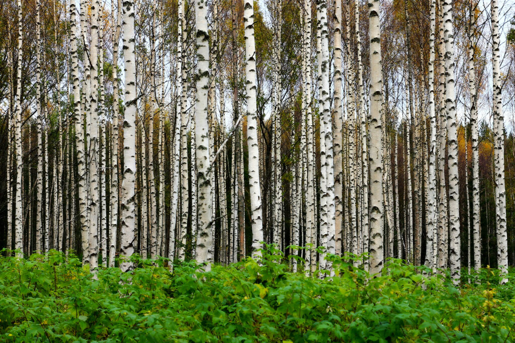 Serene birch forest wallpaper with white trunks and lush green undergrowth in natural tones