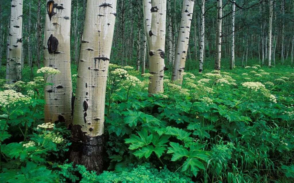 Serene birch grove with white bark trunks and dense green foliage forest wallpaper background