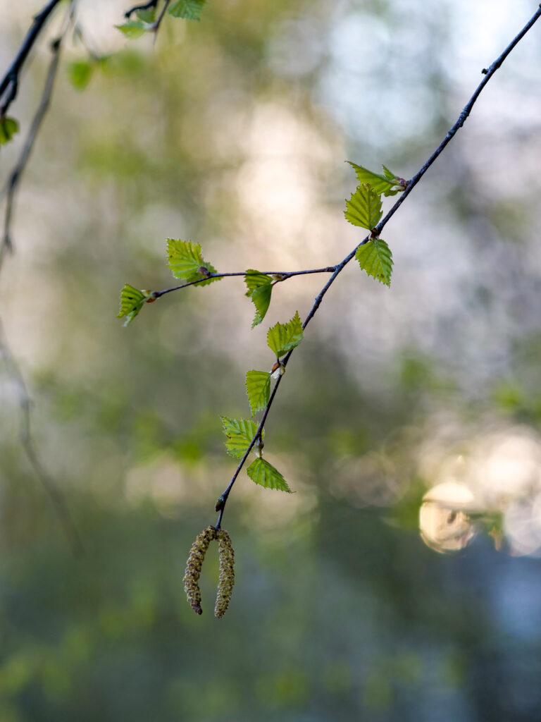 Spring Awakening: Serene Birch Tree Macro Shot Wallpaper