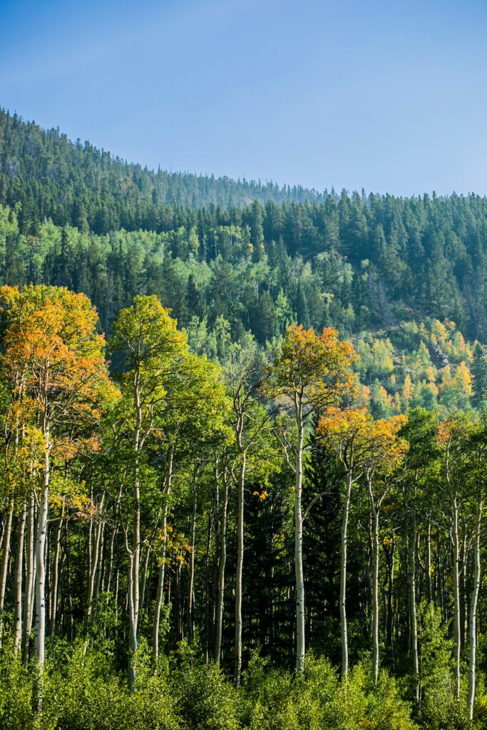 Serene forest wallpaper with birch and spruce trees displaying green to golden leaves under blue sky
