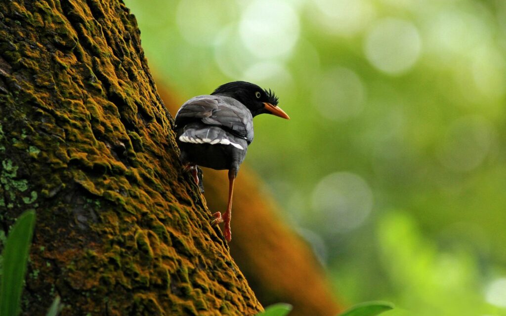 Beautiful Bird Climbing Tree in Serene Nature Wallpaper