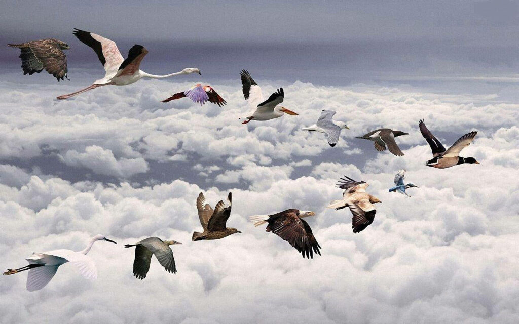 Serene Bird Flock Wallpaper: Nature's Beauty Above Soft Clouds