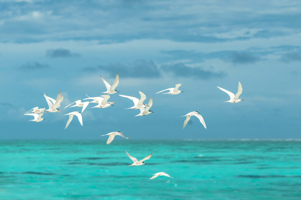 Serene Flock of Birds Over Turquoise Ocean - Tranquil Wallpaper