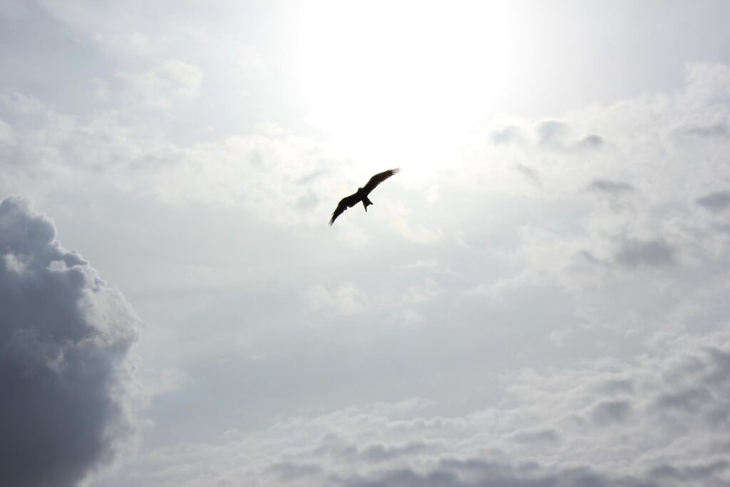 Serene Bird in Flight Wallpaper Over Soft Clouds and Blue Sky
