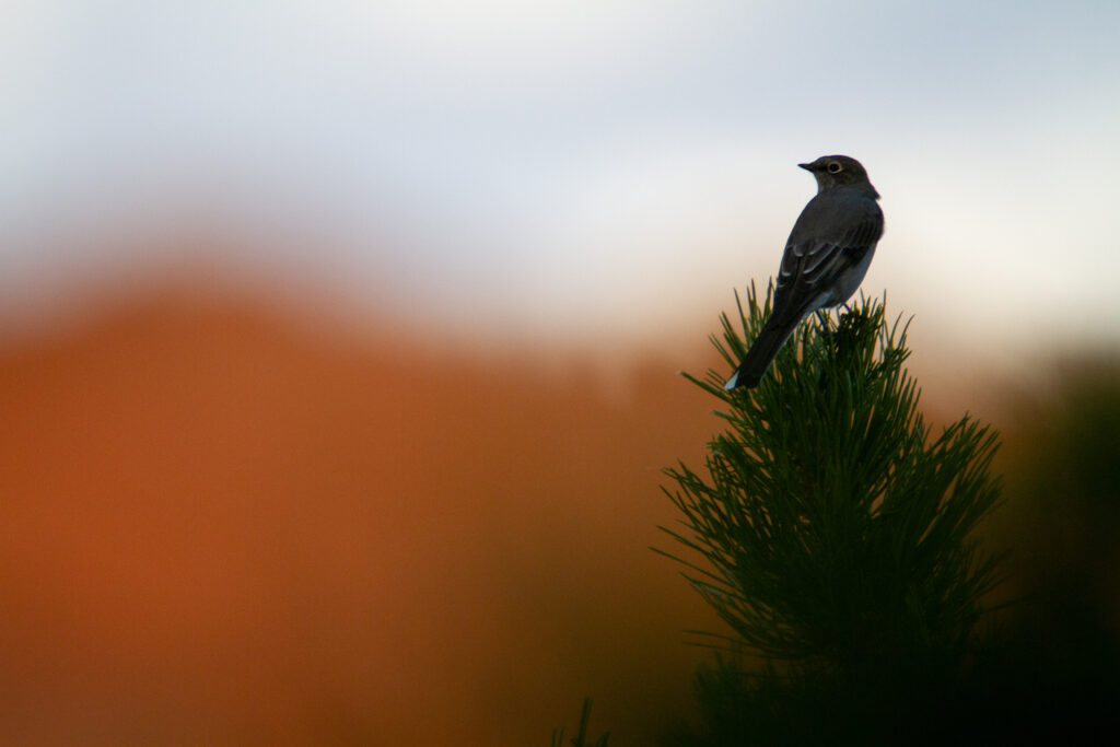 Serene Bird on Branch Wallpaper with Sunset Background